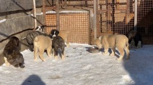 БУЛЬДОЗЕРА линия.3 кобеля и 12 сук от Мартына.14.12.20 родились.САО/алабай.РКФ/FCI+79157787787 Ольг