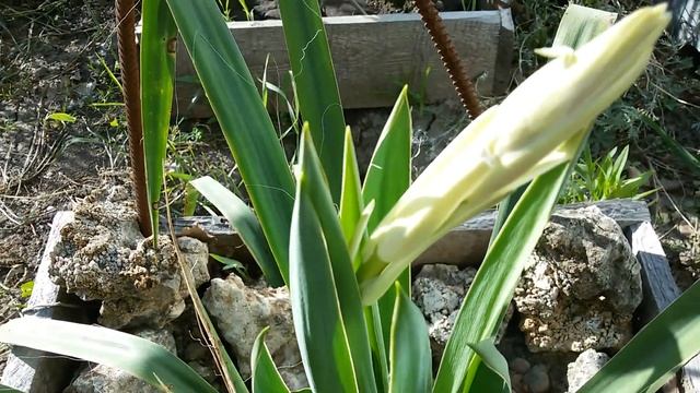 Юкка нитчатая зацветает!!! смотреть онлайн