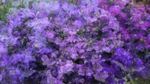 Эти ЦВЕТЫ заменят ПЕТУНИЮ. Самые НЕПРИХОТЛИВЫЕ цветы! НЕ ТРЕБУЮТ внимания! Цветут ДО ЗАМОРОЗКОВ!
