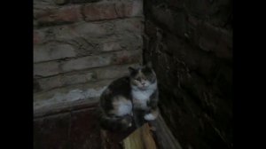 Обзор Подовой отопительно варочной печи с духовкой и хлебной камерой