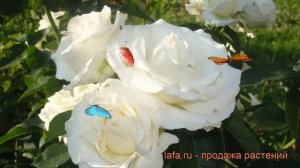 Роза чайно-гибридная Шопен (rose chopin) ? роза Шопен обзор: как сажать саженцы розы Шопен