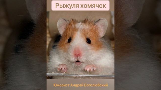 Говорящий хомячок 🐹