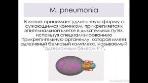 МИКОПЛАЗМЫ. MYCOPLASMA PNEUMONIAE. МИКОПЛАЗМЕННАЯ (АТИПИЧНАЯ) ПНЕВМОНИЯ.