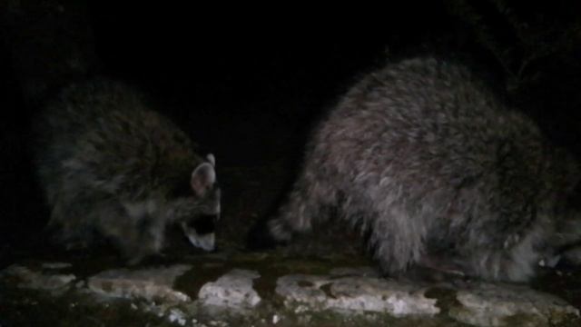 2024.07 хару мамбуру Е.mp4 смотреть онлайн