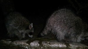 2024.07 хару мамбуру Е.mp4