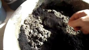 №39 Табак  Готовим грунт для рассады табака  Оживляем землю Байкалом ЭМ1