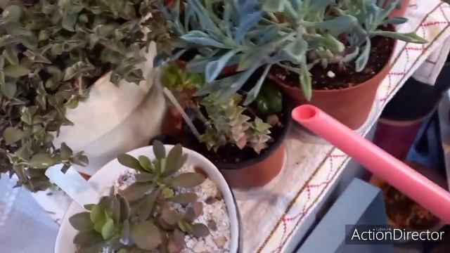 Нуждаются в поливе Кактусы и сукуленты зимой? #поливкактусов смотреть онлайн