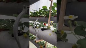 Опыление клубники в теплице