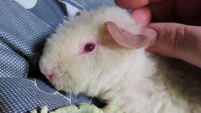 ЗВУКИ МОРСКИХ СВИНОК. Что Они Означают? 01.02.24 Лакки 2,5 мес . ВЕС  330 грамм #морскаясвинка тедд