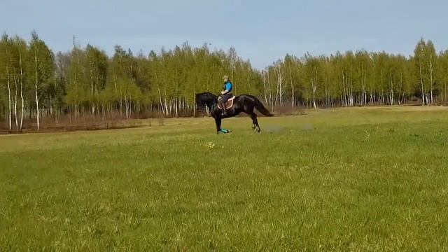 Андалузский жеребец Campanero Noble 2011г.р. для продажи смотреть онлайн