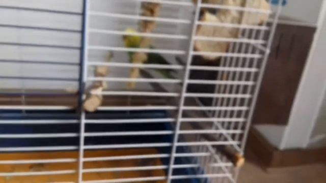 Что делать если самка разбила яйцо смотреть онлайн