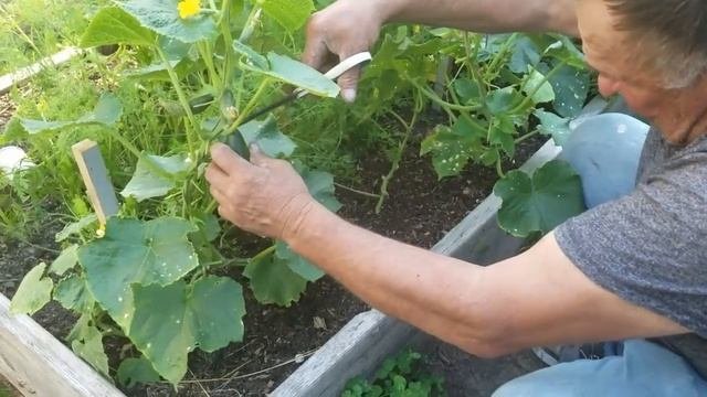 Сбор ОГУРЦОВ после подкормки БОРОМ / Завязываемость огромная/Внекорневая подкормка бор, йод, зелёнк