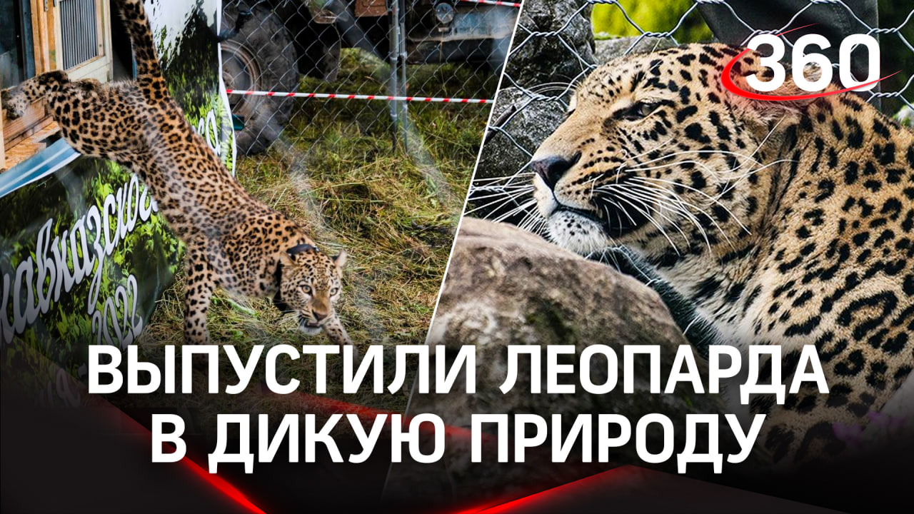 В дикую природу Кавказских гор выпущен самец перенеазиатского леопарда из Сочинского нацпарка