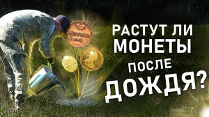 РАСТУТ ЛИ МОНЕТЫ ПОСЛЕ ДОЖДЯ? ПРОВЕРЯЕМ!