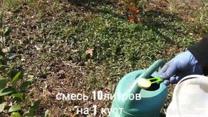 26сентября2019 Осенняя Подкормка голубики✌️?