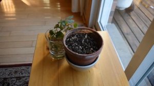 Grape ivy - Cissus rhombifolia  -  propagation