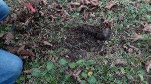 Minelab gold monster 1000