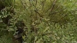 Спирея - обрезка и уход - уДачные советы