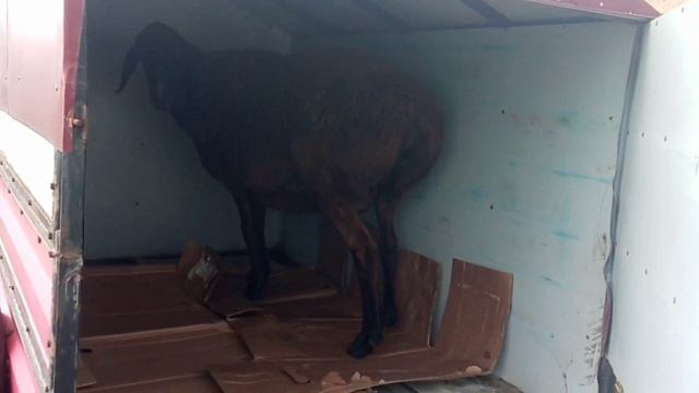 Гиссарская овцематка уехала  жить в Ставропольский край. 23.11.2023г. смотреть онлайн