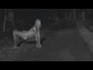 5 Мифических Существ, Которые Возможно Существуют