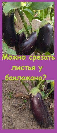 Почему я удаляю ЛИСТЬЯ У БАКЛАЖАНОВ и считаю это важным?
#огород  #дача #сад #овощи #овощи