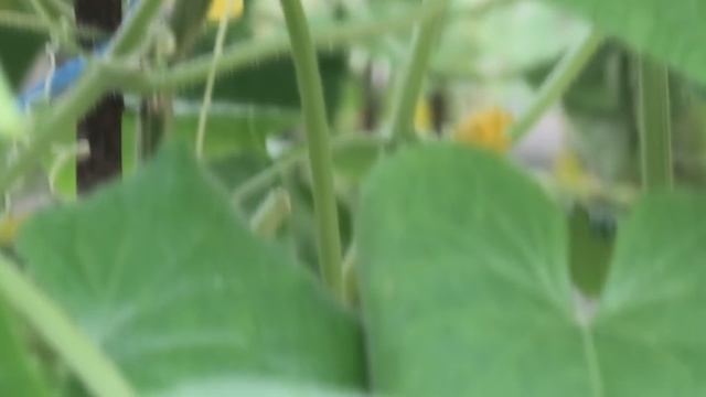 ОГУРЦЫ НИКОГДА НЕ БОЛЕЮТ, 40 ЛЕТ ПРИМЕНЯЮ ТОЛЬКО ЭТО! ДЕЛЮСЬ С ВАМИ СЕКРЕТОМ, ОГУРЦЫ КАК С КАРТИНКИ смотреть онлайн