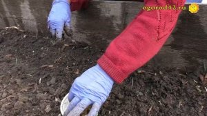 Когда высокие гряды не эффективны,  а также  о посеве пастернака