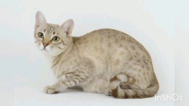 Australian mist cat смотреть онлайн