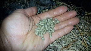 ЧТО МОИ КРОЛИКИ  ДЕЛАЮТ  НОЧЬЮ