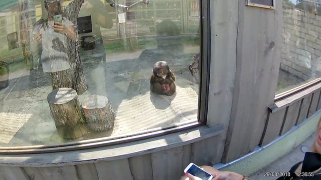 таллинн зоопарк 29.08 2018. часть 3/7 смотреть онлайн