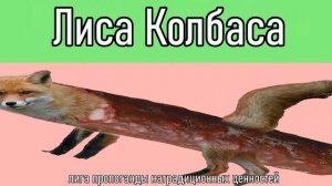 Лиса - Колбаса_Fox - Sausage