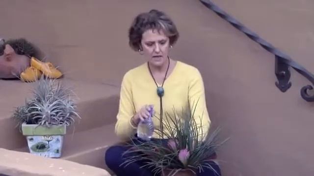 How to Grow Tillandsia Cyanea смотреть онлайн