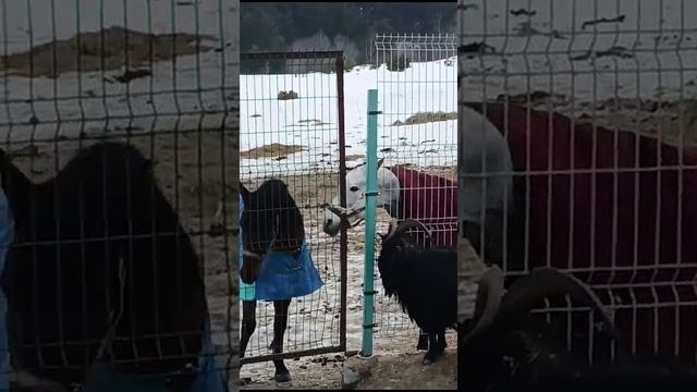 VID-20240224-WA0015.mp4