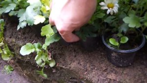 Выращивание хризантемы на срезку и в горшках