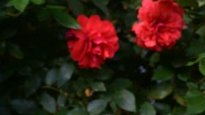 Кордесовская пятнистость.  Миф или реальность?