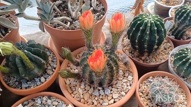 6?Цветущие Кактусы и Сукуленты #кактусы #cactusblooming