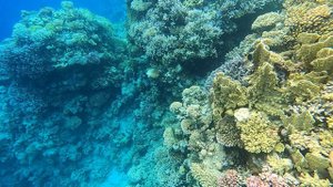 Шарм-Эль-Шейх, риф у отеля Sunrise Remal Beach