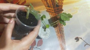 Пеларгония Розебудная. Капризное укоренение! ??