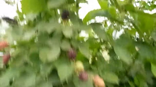 Ежевика Прайм Арк 45 с необычным вкусом смотреть онлайн