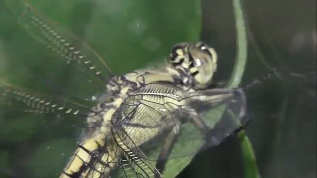 ИНСЕКТАРИЙ: 200. Стрекоза Решётчатая (Orthetrum cancellatum)