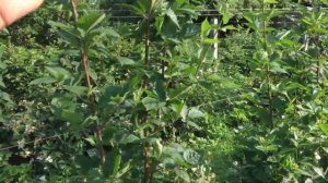 Формировка куста Ежевики с 2года