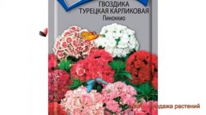 Гвоздика турецкий Турецкая карликовая Пиноккио ? обзор: как сажать, семена гвоздики