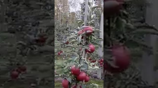 Сорт яблока Найдаред смотреть онлайн