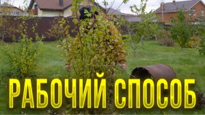 Проверенный способ избавления от пней абрикосов и не только
