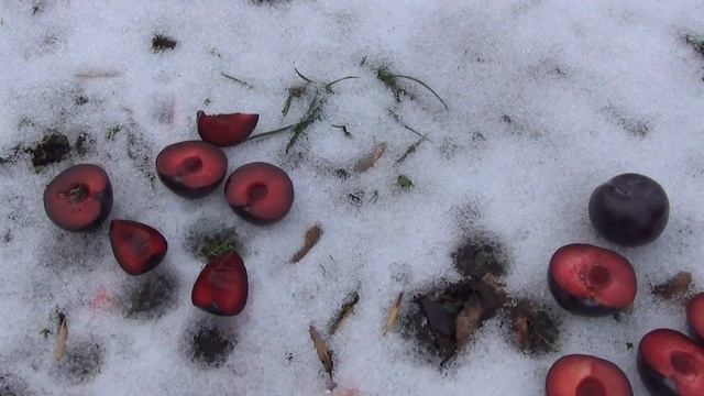 Диплоїдна слива сорту Анжелено після зберігання смотреть онлайн