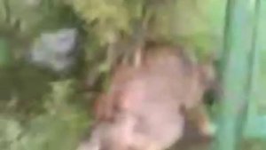 Собака чешет спину иным способом / Dog scratching his back