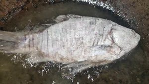 Жареный карась без костей. Как правильно жарить речную рыбу. Самый вкусный!!!