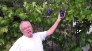 @Виноград Муромец, хранение гроздей на кусту