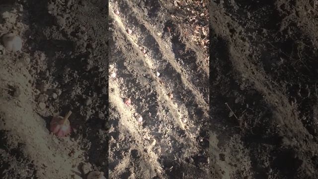 Посадка чеснока головками#мойогород #органическоеземледелие