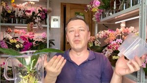 корни орхидеи пересаживаем на вырост ОРХИДЕЯ БАБОЧКА Спот Леопард